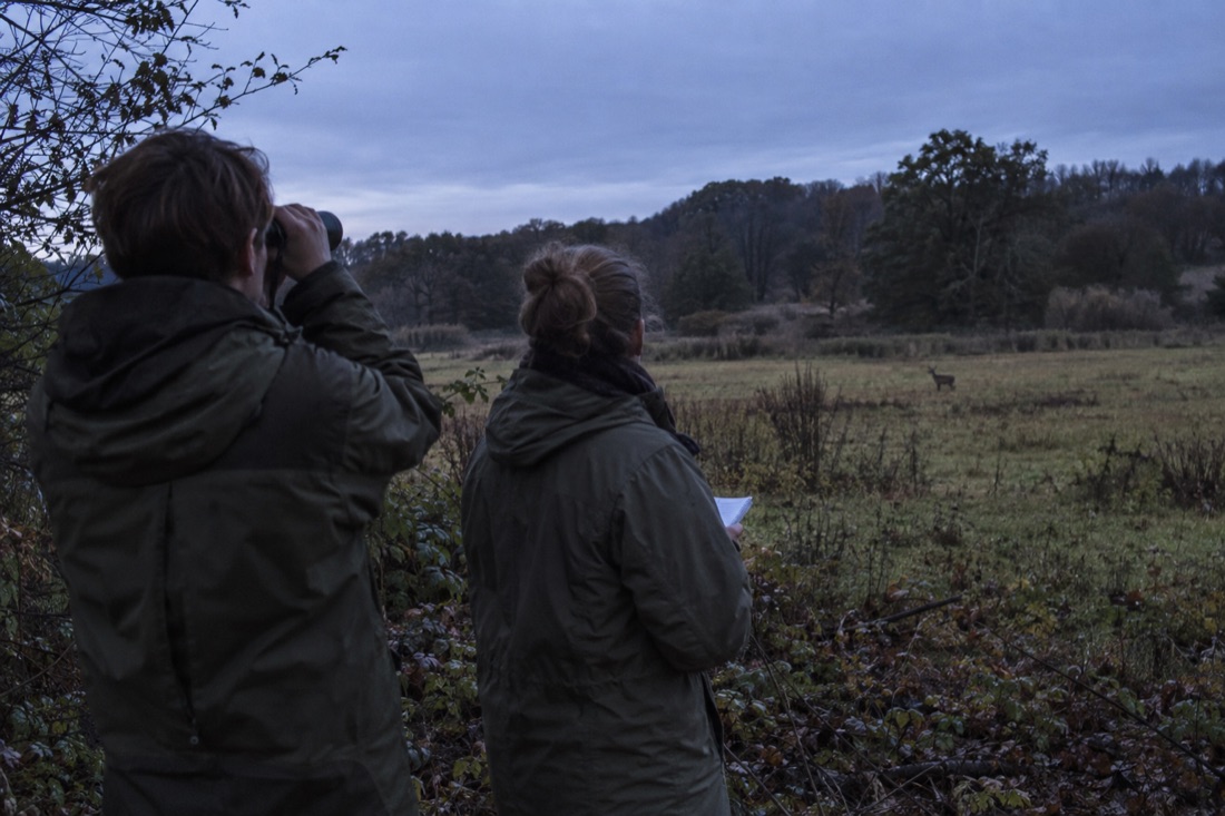 Two people observe a distant deer at dusk